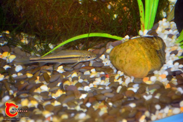 DSC_2195.JPG