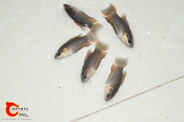 DSC_0303.JPG