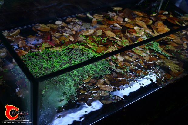 DSC_2437.JPG