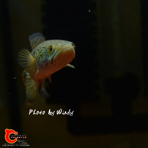 DSC_4593_副本.jpg