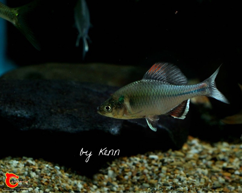 130931kd0ml7g7mg1rrd7g.jpg 130931kd0ml7g7mg1rrd7g.jpg