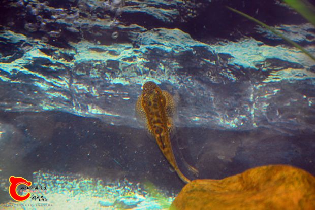 DSC_2185.JPG
