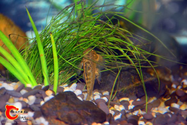 DSC_2209.JPG