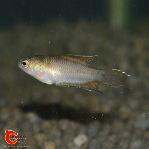 DSC_0464.JPG