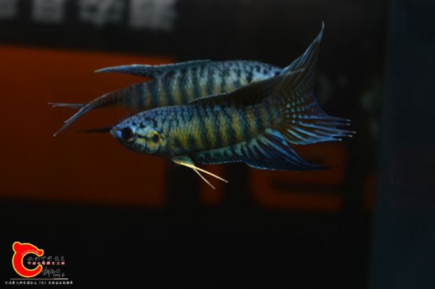 DSC_0005.JPG
