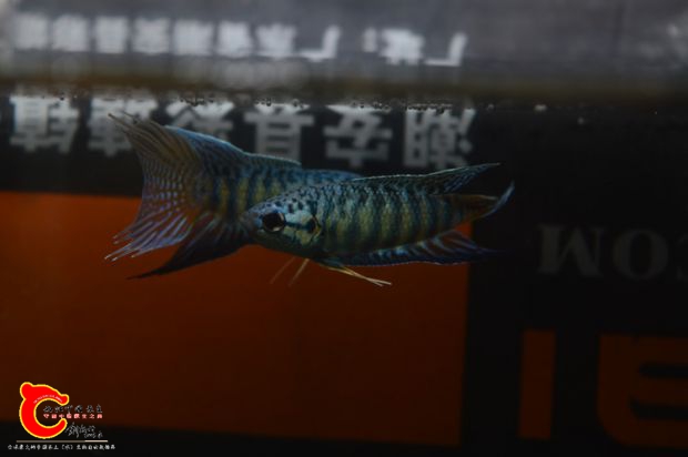 DSC_0006.JPG