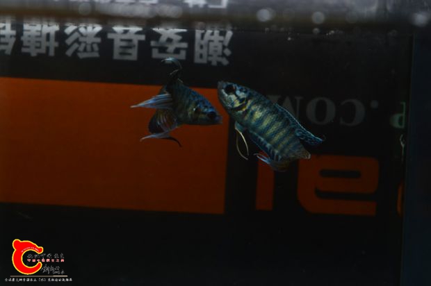 DSC_0010.JPG