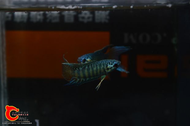 DSC_0013.JPG