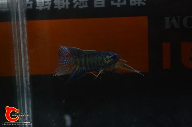 DSC_0015.JPG