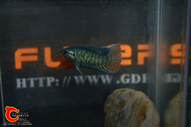 DSC_0040.JPG