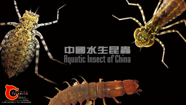 【中国水生昆虫】_20160808113335.JPG