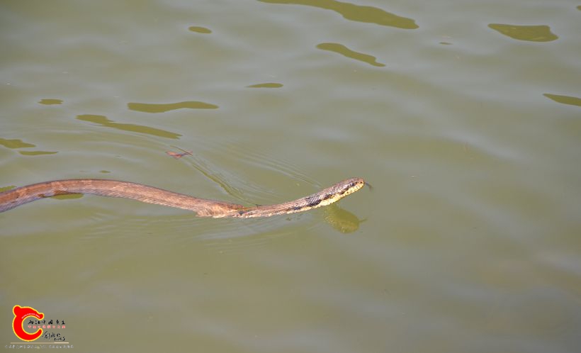 DSC_5514.JPG