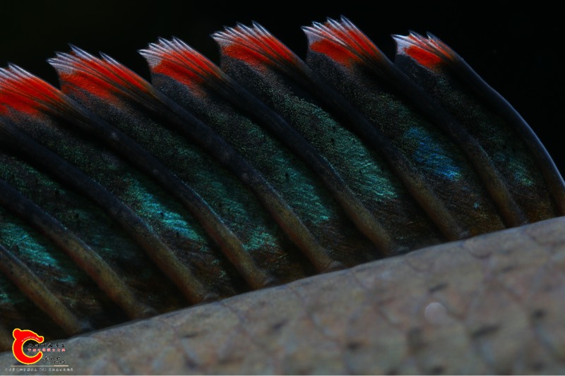 081818opu19bk9kbbfp58y.jpg
