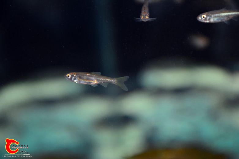 DSC_2225.JPG