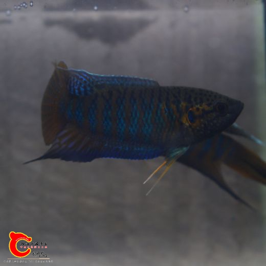 DSC_0128.JPG