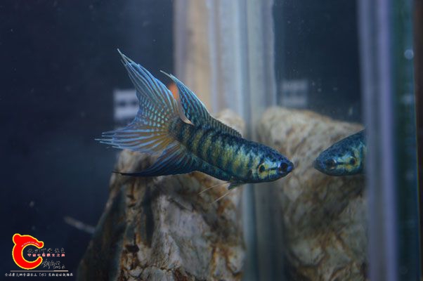 DSC_0139.JPG