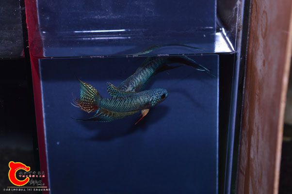 DSC_0143.JPG