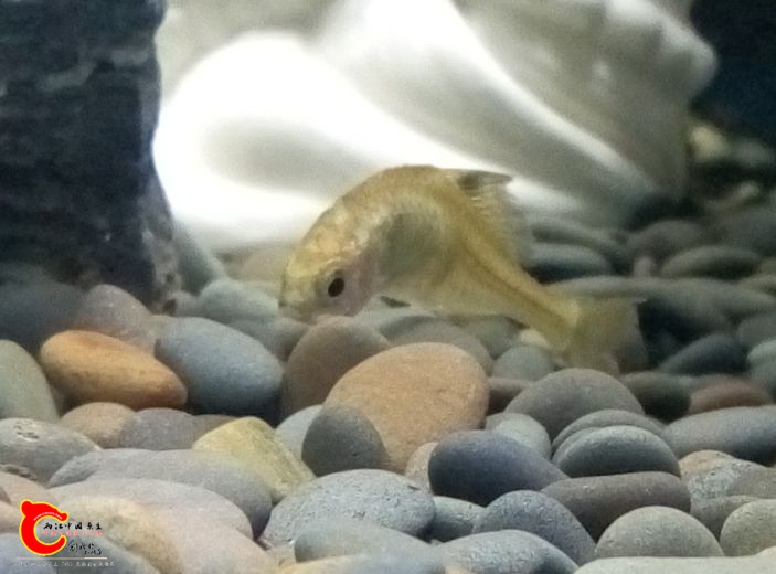 鰟鮍的肚子很瘪，也不怎么爱动