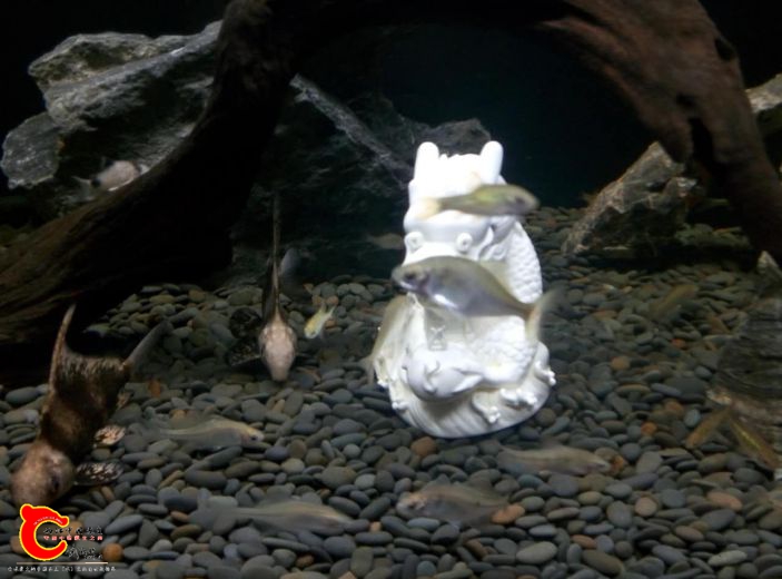 这是不是长虫了