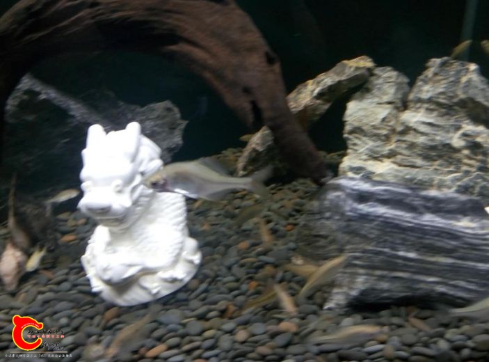 webwxgetmsgimg (3).jpg