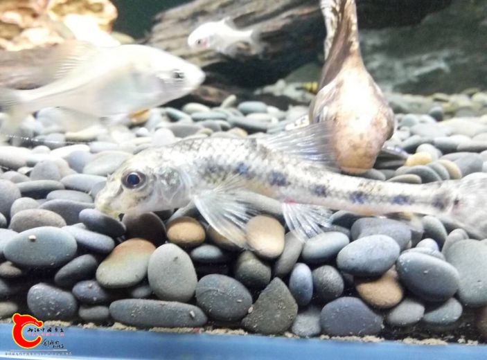 棒花也是感觉肚子很瘪是不是也病了