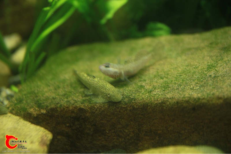 201355dblh7z492lil9blt.jpg