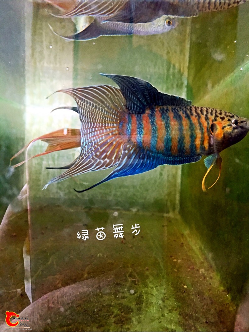 160802i44l4le452f4eljj.jpg