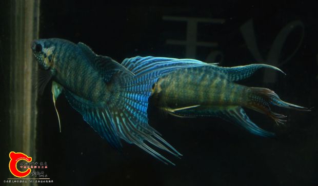 DSC_0449.JPG