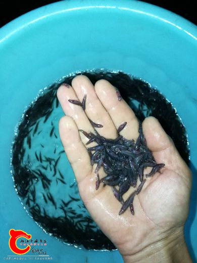 1号池公分苗