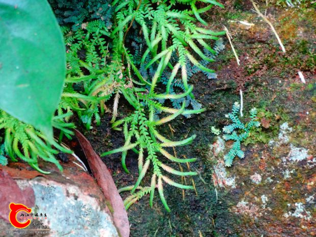 DSC02947.JPG