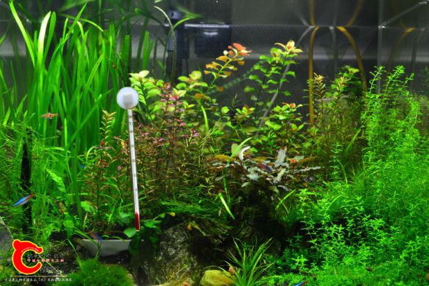 conew_conew_dsc_7832.jpg