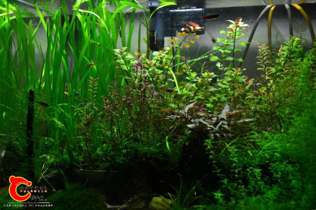 conew_conew_dsc_7845.jpg