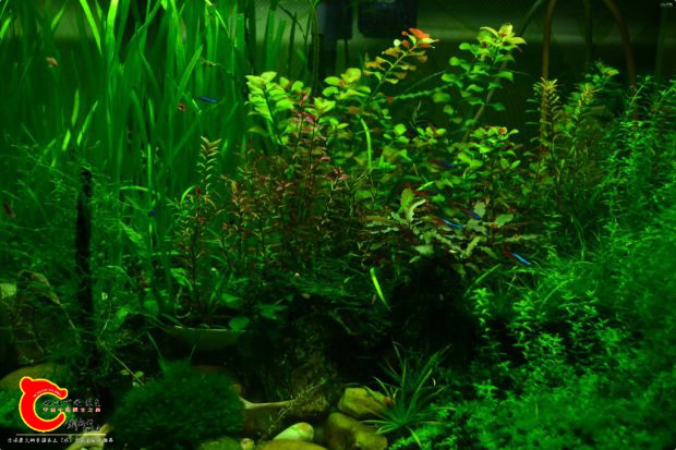 conew_conew_dsc_7851.jpg