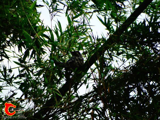 DSC02845.JPG