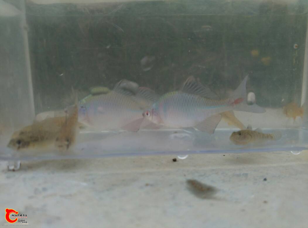 094336mjizdsiwrcwjejsc.jpg