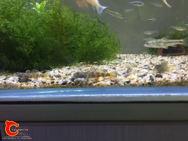 webwxgetmsgimg (2).jpg