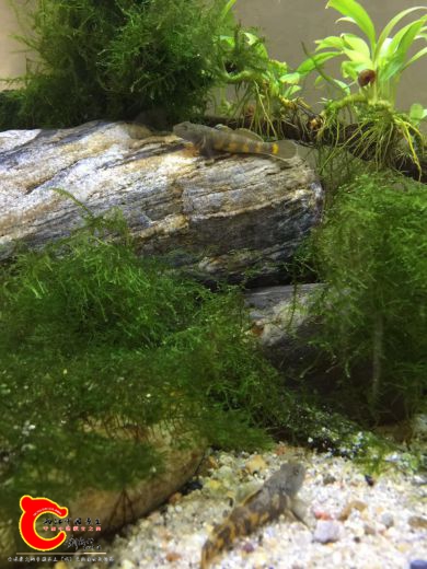 webwxgetmsgimg (3).jpg