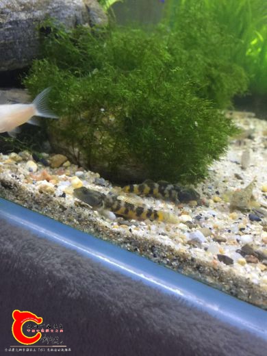 webwxgetmsgimg (7).jpg