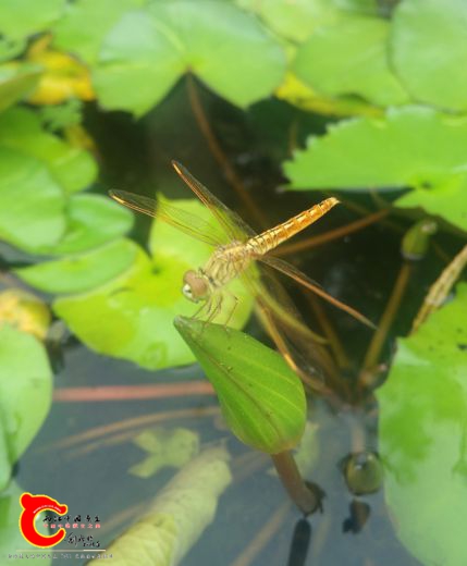 IMG_20160828_093538.jpg