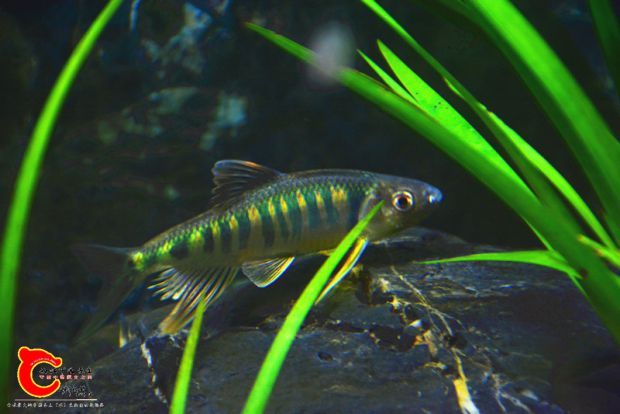 DSC_2306.JPG