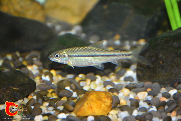 DSC_2252.JPG