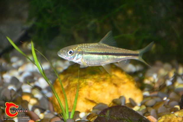 DSC_2253.JPG