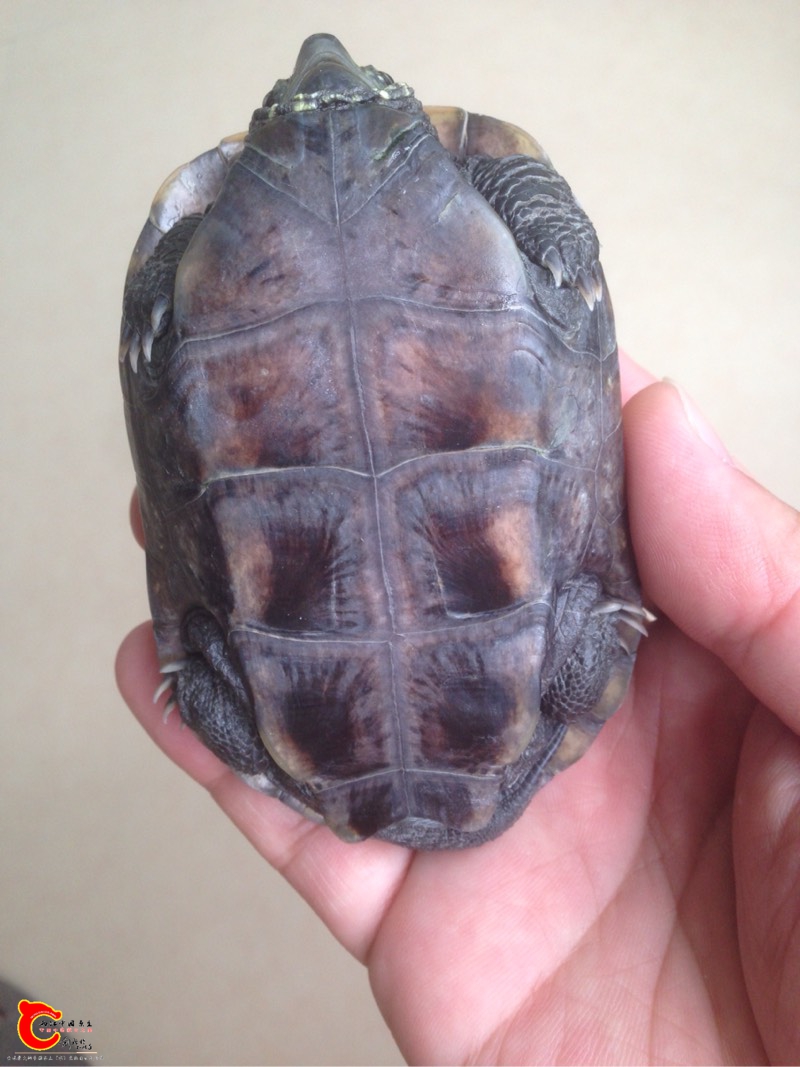 130929e5gzdx5sv9pcz597.jpg 130929e5gzdx5sv9pcz597.jpg