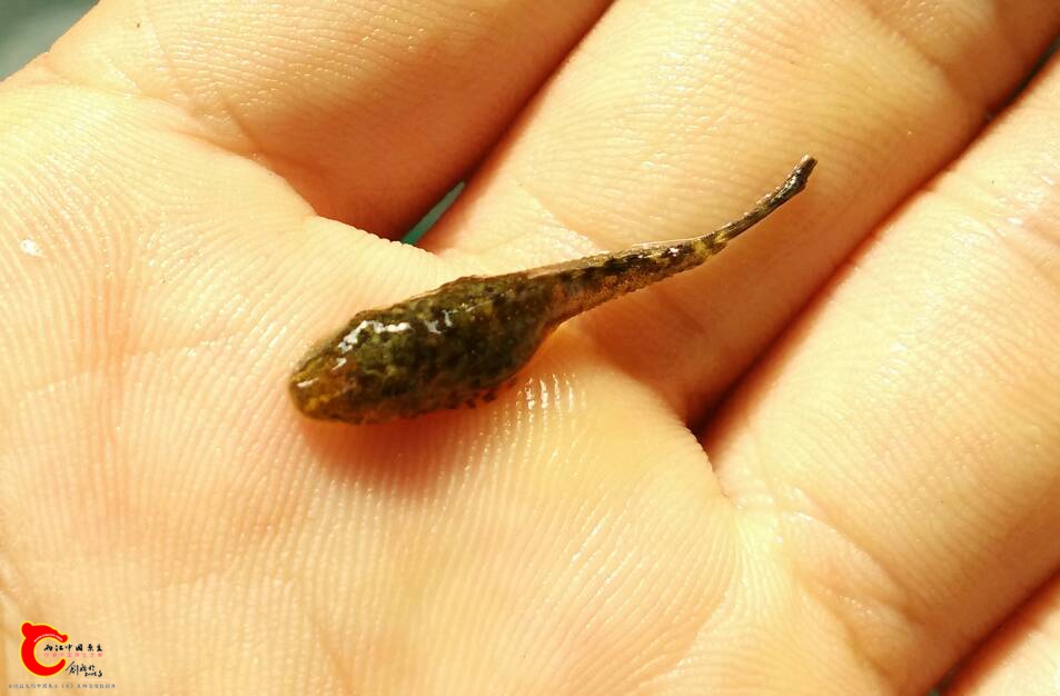清道夫还是鱧？？