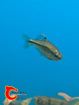 IMG_0796.JPG