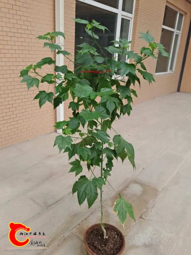 一种灯笼花，其实也是一种桑树。