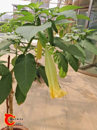 粉色要开的花苞