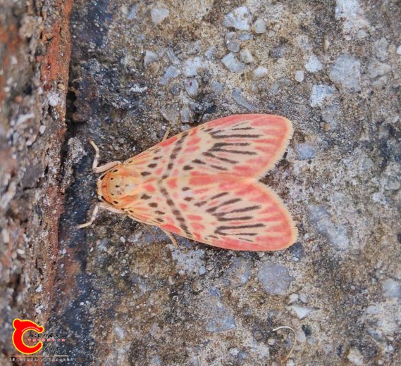IMG_20160903_170224_HDR_2345看图王_看图王.jpg