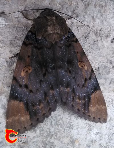 IMG_20160929_131747_2345看图王_看图王.jpg