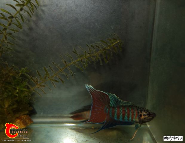 DSC03439_副本_副本_副本.jpg